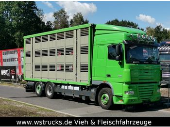 شاحنة نقل المواشي شاحنة DAF  XF 105/460 SC Menke 3 Stock Hubdach: صور 1