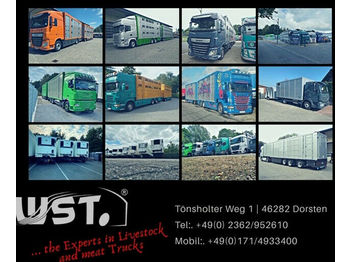 شاحنة نقل المواشي شاحنة MAN TGX 26.480 XL Menke   3 Stock Vollalu Hubdach: صور 1