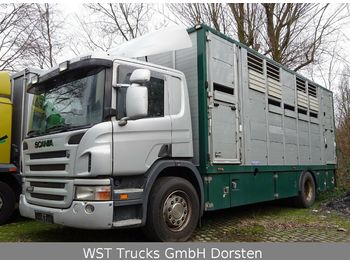 شاحنة نقل المواشي شاحنة Scania P 380 mitt Menke Doppelstock: صور 1