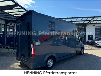 شاحنة نقل خيل Opel Movano 3 - Sitzer *AUFBAU NEU*: صور 2