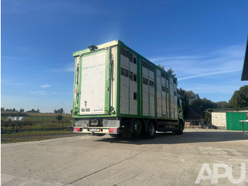 شاحنة نقل المواشي شاحنة MAN TGS 26.440 DO PRZEWOZU BYDŁA: صور 5