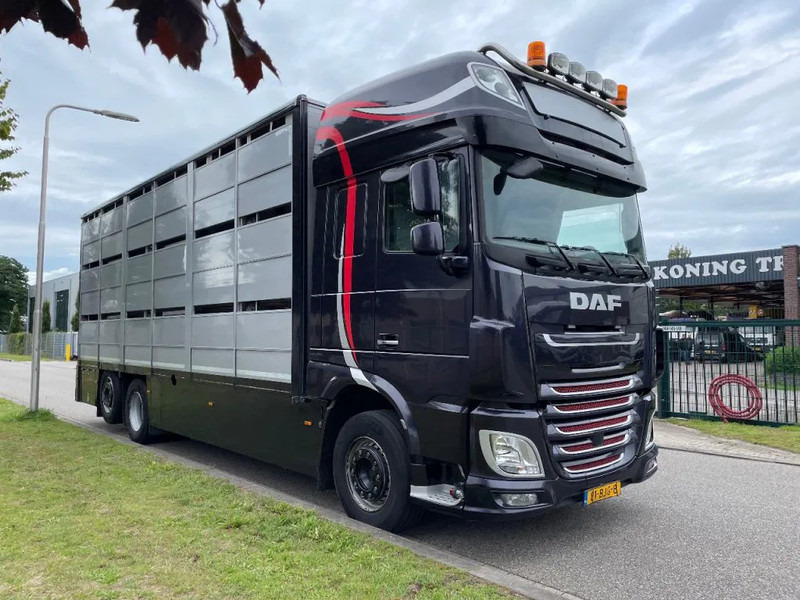 شاحنة نقل المواشي شاحنة DAF XF 460 2017 berdex 3 lagen varkens: صور 19