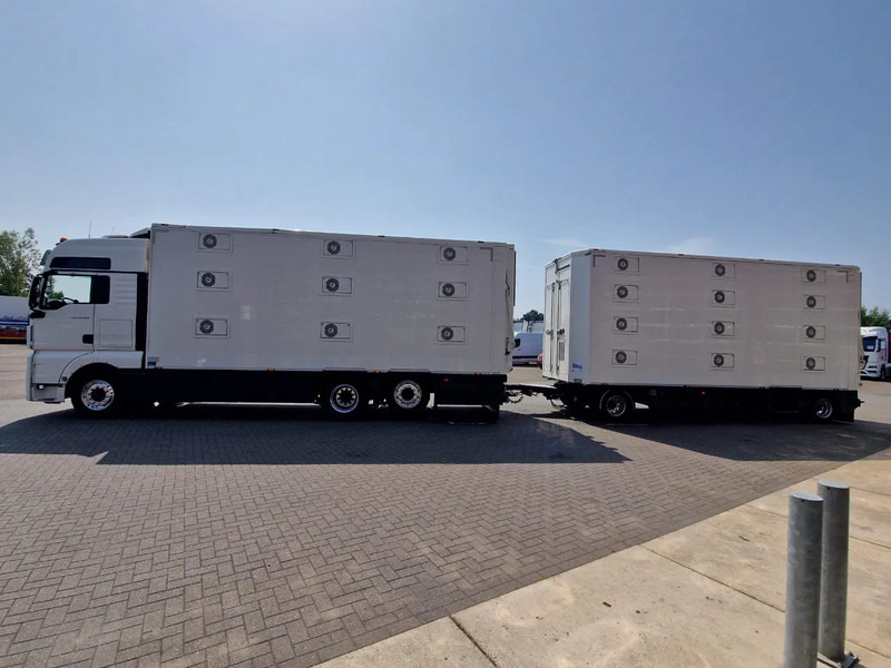 MAN TGX 500 6x2 - 3 deck Cuppers + 4 deck Cuppers 2019 trailer - Water & Ventilation - Night clima - - شاحنة نقل المواشي شاحنة: صور 4 MAN TGX 500 6x2 - 3 deck Cuppers + 4 deck Cuppers 2019 trailer - Water & Ventilation - Night clima - - شاحنة نقل المواشي شاحنة: صور 4