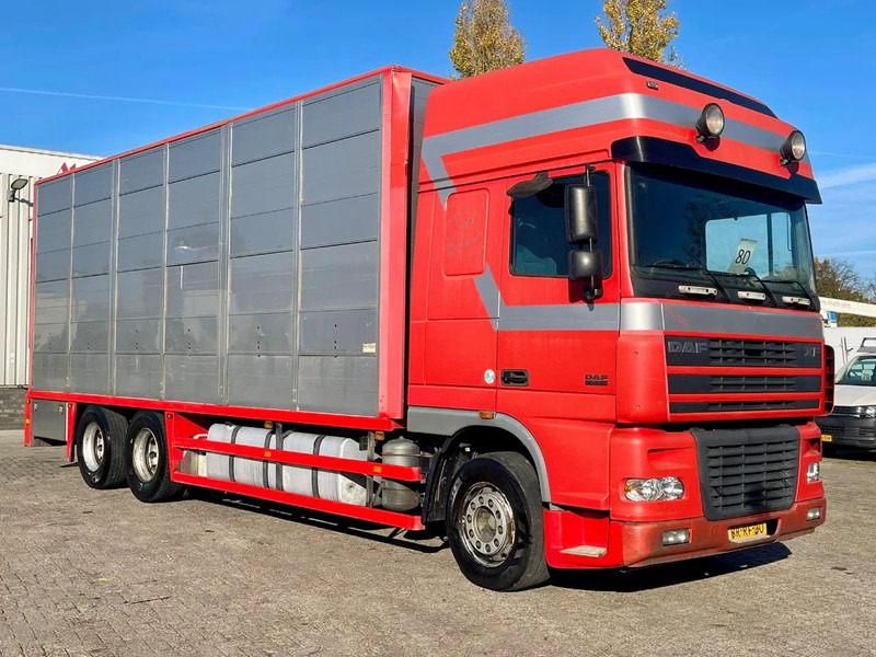 DAF XF 95.430 BERDEX 3 decks. Water, fans, Scales! Excellent condition. - شاحنة نقل المواشي شاحنة: صور 5 DAF XF 95.430 BERDEX 3 decks. Water, fans, Scales! Excellent condition. - شاحنة نقل المواشي شاحنة: صور 5