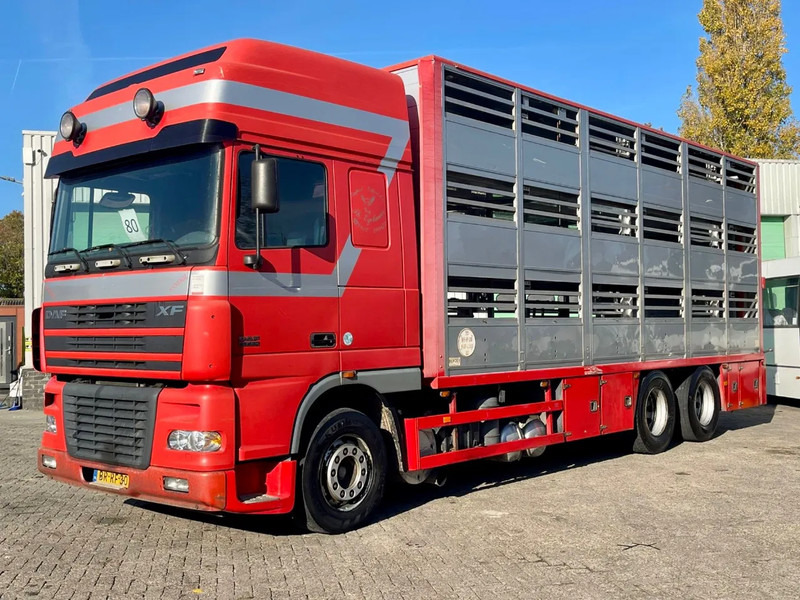DAF XF 95.430 BERDEX 3 decks. Water, fans, Scales! Excellent condition. - شاحنة نقل المواشي شاحنة: صور 2 DAF XF 95.430 BERDEX 3 decks. Water, fans, Scales! Excellent condition. - شاحنة نقل المواشي شاحنة: صور 2