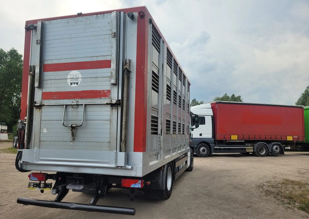 MAN TGS 18.400 Euro 6 do żywca - شاحنة نقل المواشي شاحنة: صور 4 MAN TGS 18.400 Euro 6 do żywca - شاحنة نقل المواشي شاحنة: صور 4