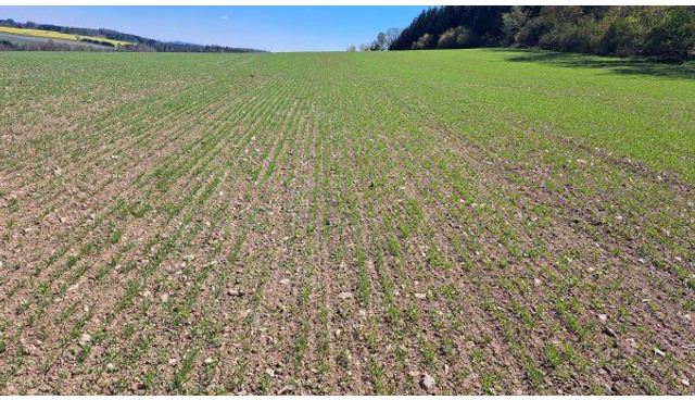 Farmet Falcon 6 PRO Fert+ - الة بذر: صور 3 Farmet Falcon 6 PRO Fert+ - الة بذر: صور 3