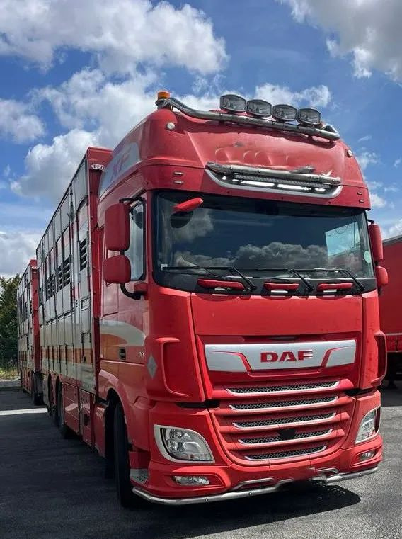 DAF XF 530 + Przyczepa Pezzaoli - 3X Trzoda, 2 X Bydło I 3 poziomy I Podnoszony dach I Hydroburta I Osie Skrętne I Poidła I Wentylatory I Pilot Manualny | - شاحنة نقل المواشي شاحنة: صور 5 DAF XF 530 + Przyczepa Pezzaoli - 3X Trzoda, 2 X Bydło I 3 poziomy I Podnoszony dach I Hydroburta I Osie Skrętne I Poidła I Wentylatory I Pilot Manualny | - شاحنة نقل المواشي شاحنة: صور 5