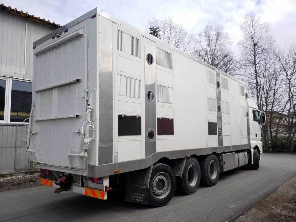 MAN TGX 35.540 8X4 TRIDEM ANIMAL - شاحنة نقل المواشي شاحنة: صور 3 MAN TGX 35.540 8X4 TRIDEM ANIMAL - شاحنة نقل المواشي شاحنة: صور 3