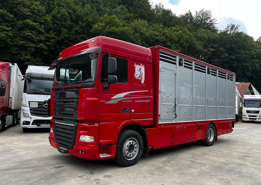 DAF XF 105.460 Euro 5 // Manual // Retarder // Do Żywca / Bydła / Zwierząt / - شاحنة نقل المواشي شاحنة: صور 1 DAF XF 105.460 Euro 5 // Manual // Retarder // Do Żywca / Bydła / Zwierząt / - شاحنة نقل المواشي شاحنة: صور 1
