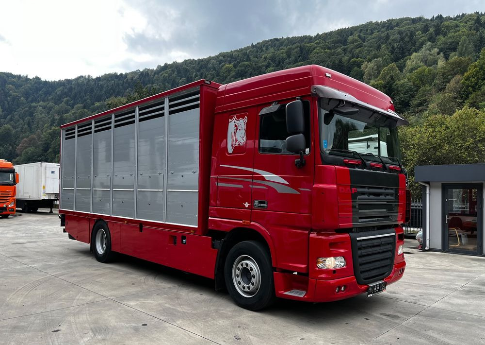 DAF XF 105.460 Euro 5 // Manual // Retarder // Do Żywca / Bydła / Zwierząt / - شاحنة نقل المواشي شاحنة: صور 2 DAF XF 105.460 Euro 5 // Manual // Retarder // Do Żywca / Bydła / Zwierząt / - شاحنة نقل المواشي شاحنة: صور 2
