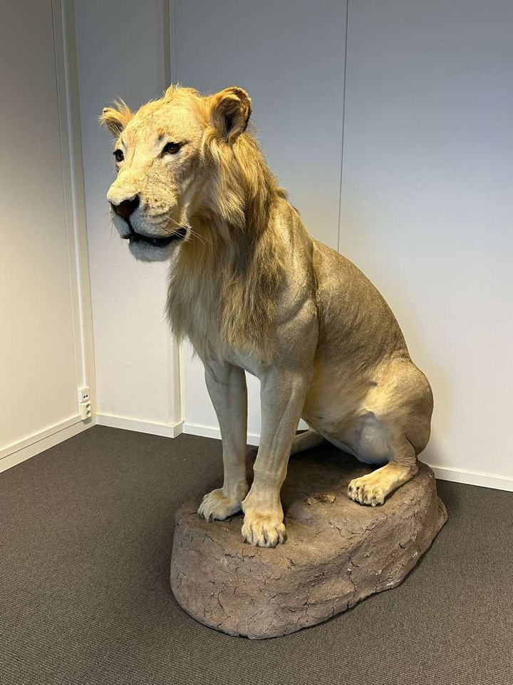African Lion / utstoppet Afrikansk løve - الأدوات والمعدات: صور 1 African Lion / utstoppet Afrikansk løve - الأدوات والمعدات: صور 1