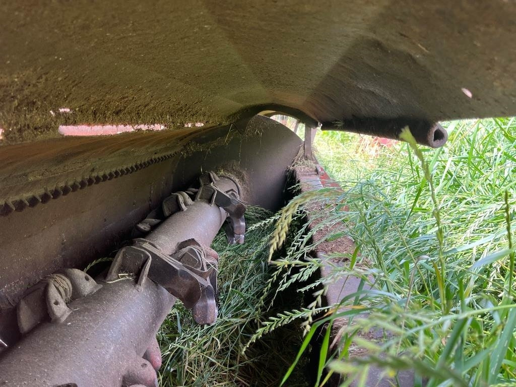 Maschio Gemella - التقطيع جزازة: صور 5 Maschio Gemella - التقطيع جزازة: صور 5