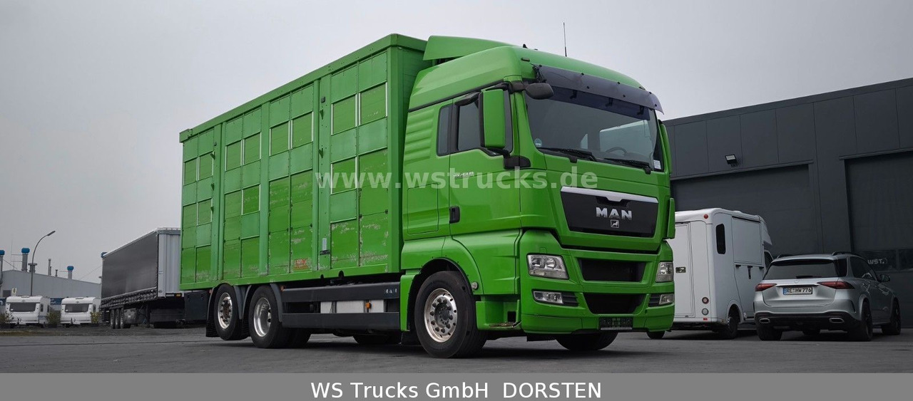 MAN TGX 26.480 XL KABA 3 Stock Viehtransporter - شاحنة نقل خيل: صور 4 MAN TGX 26.480 XL KABA 3 Stock Viehtransporter - شاحنة نقل خيل: صور 4