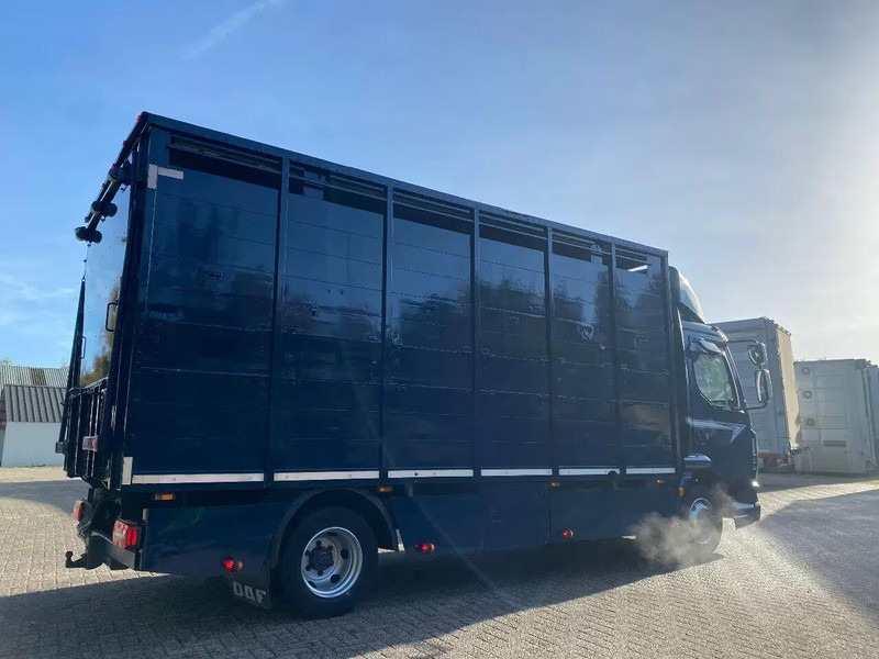 DAF LF 280 - شاحنة نقل المواشي شاحنة: صور 3 DAF LF 280 - شاحنة نقل المواشي شاحنة: صور 3