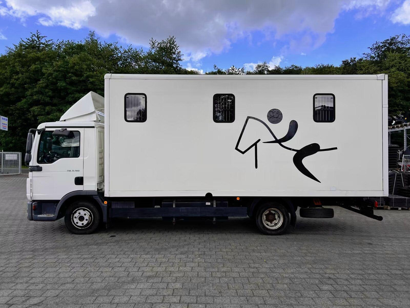 MAN TGL 8.180 - Horse transporter - شاحنة نقل خيل: صور 3 MAN TGL 8.180 - Horse transporter - شاحنة نقل خيل: صور 3