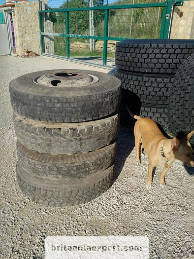 4 x used 7.50-16 LT tyres on 6 studs rims for Toyota Dyna 300 - عجلات: صور 3 4 x used 7.50-16 LT tyres on 6 studs rims for Toyota Dyna 300 - عجلات: صور 3